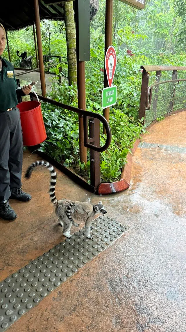 The park has free-roaming animals such as the ring-tailed lemur.