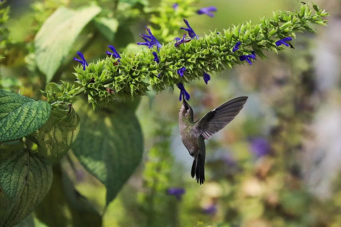 A Hummingbird flies up to a flower during a bird watching in the Bosque de Chapultepec in Mexico City, Mexico. November 10, 2023. REUTERS/Raquel Cunha