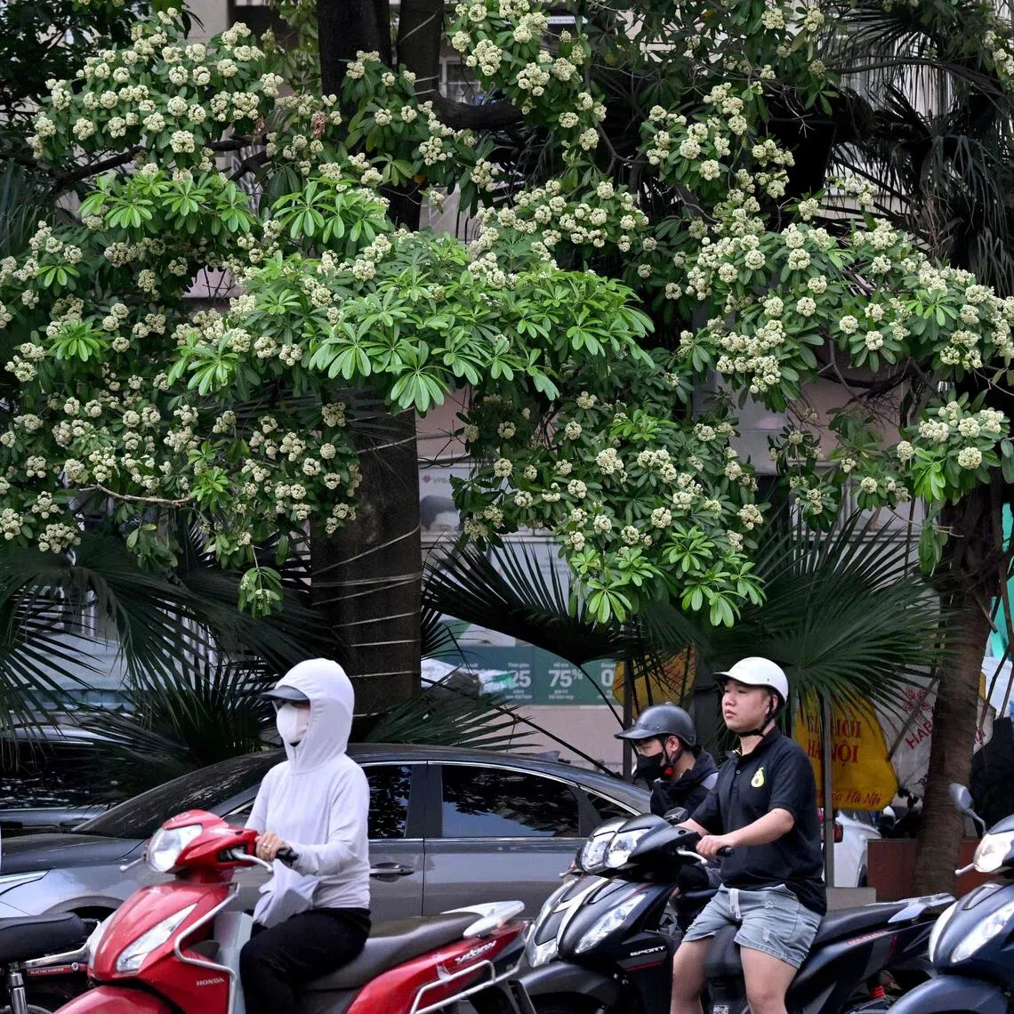Motorists drive along a street lined with milkwood trees in Hanoi on Oct 15.