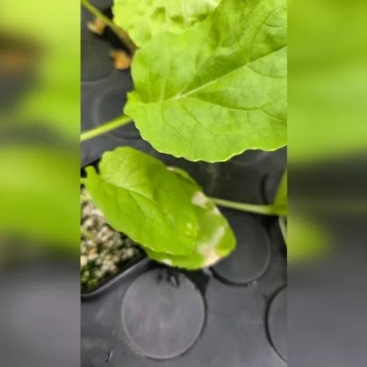 The crinkled leaves could be a natural characteristic of this cabbage cultivar.