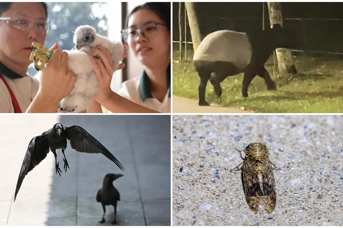 What do reactions to peregrine falcons, tapirs, crows, cicadas tell of S’poreans’ links to nature?