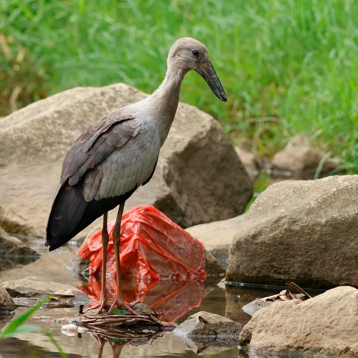 An Asian openbill at Bishan-Ang Mo Kio Park on Jan 19.