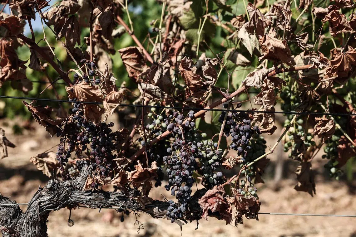 Experts have been testing grapes to see if they are still fit for wine.