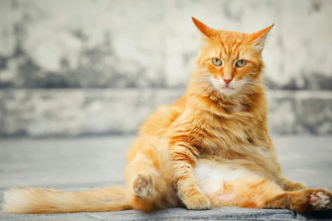 A biopharmaceutical company has begun a pilot study of a weight loss drug for cats with obesity.