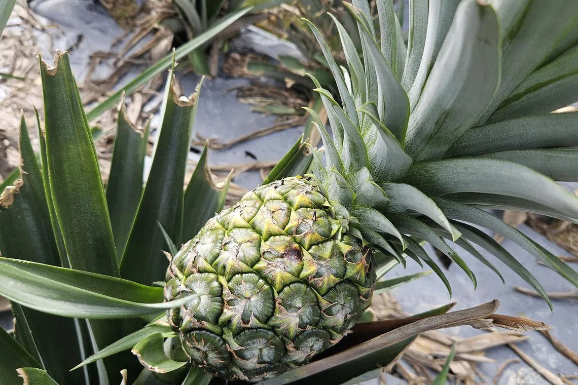 whpineapple - A fully grown MD2 pineapple in the field. The large crown is the main feature of MD2, known as Musang King of pineapple.

ST Photo: Lu Wei Hoong