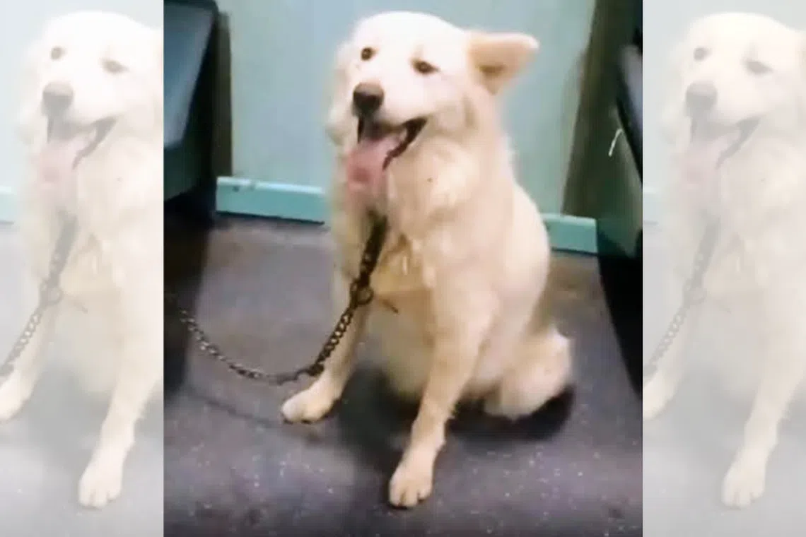 A dog was found abandoned inside a train at Raxaul city in India’s eastern state of Bihar.