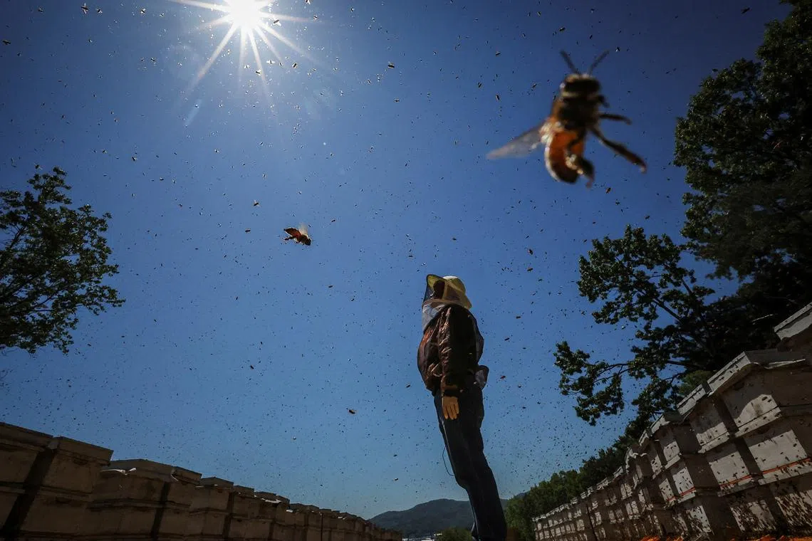 A photo released on June 4, 2026, shows migratory beekeeper Park Gyeong-je checking the weather at the first stop of his annual beekeeping migration in Gimcheon, South Korea, on May 5.