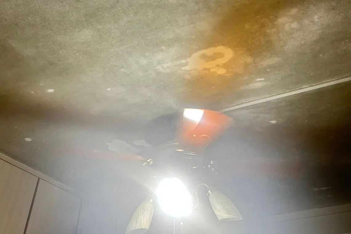 Singapore’s average relative humidity of 82 per cent creates a conducive environment for the fungi to thrive.