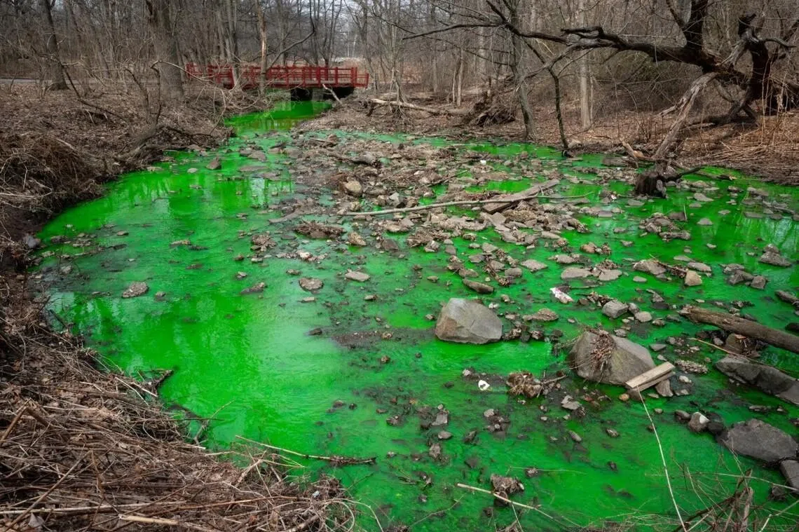A creek in Clove Lakes Park after workers from the New York City Department of Environmental Protection put green dye in the park’s toilets to see if waste from the restrooms was sloshing into the creek.