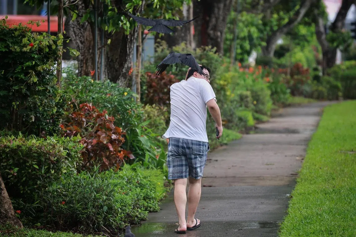 Crows attacking a pedestrian near Block 110 Bishan Street 12 on Feb 15, 2023.