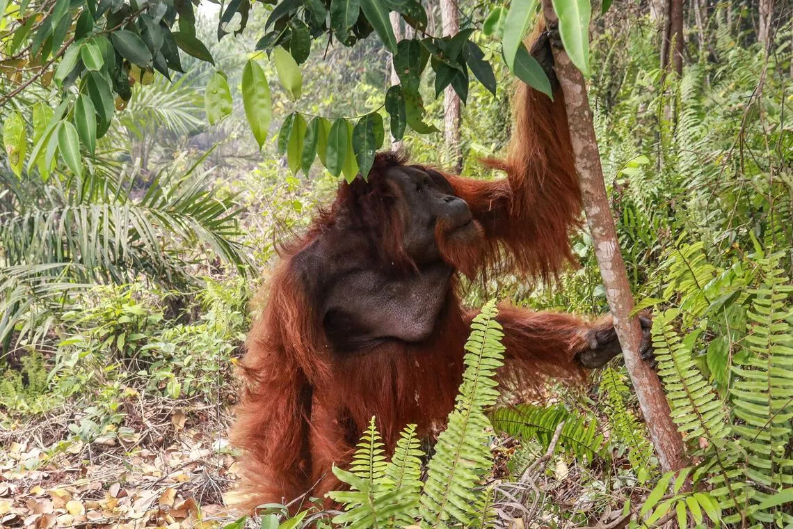 As of Oct 13, 26 orang utans had been rescued from the high conservation value forest.