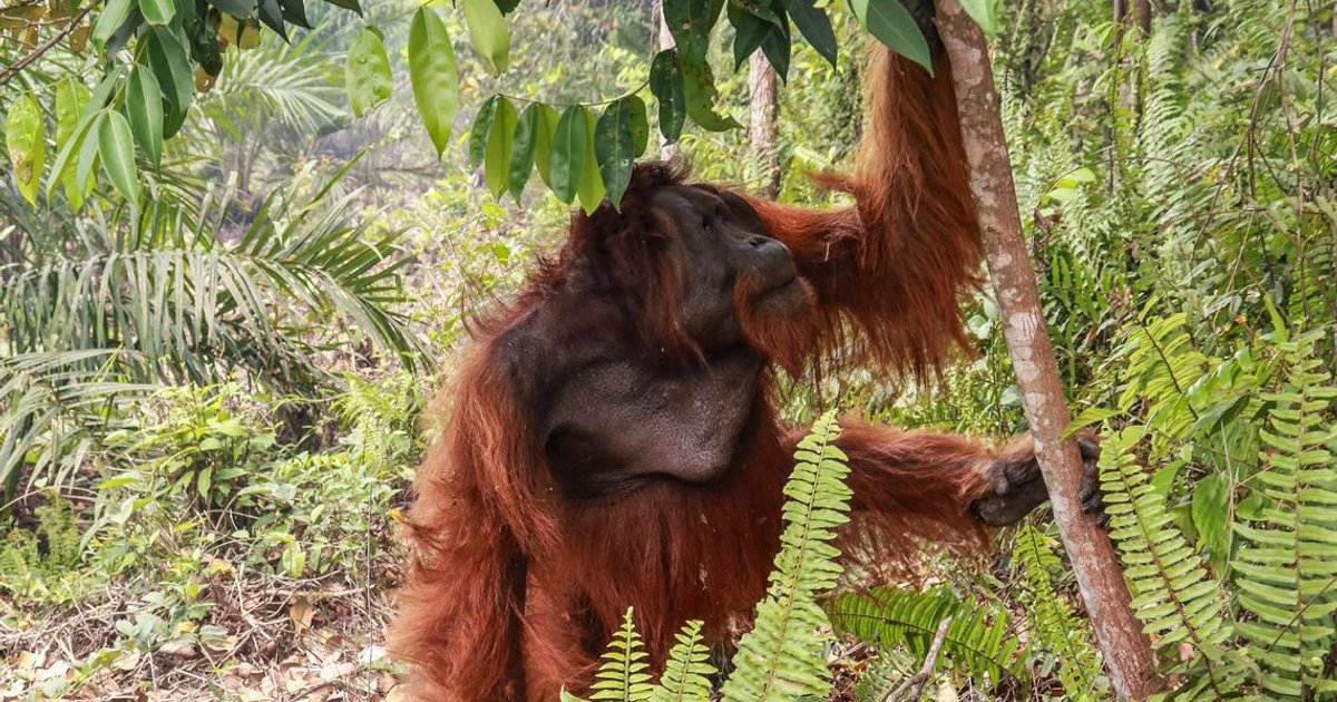 Indonesia probes alleged wildlife violation in burnt oil palm concession