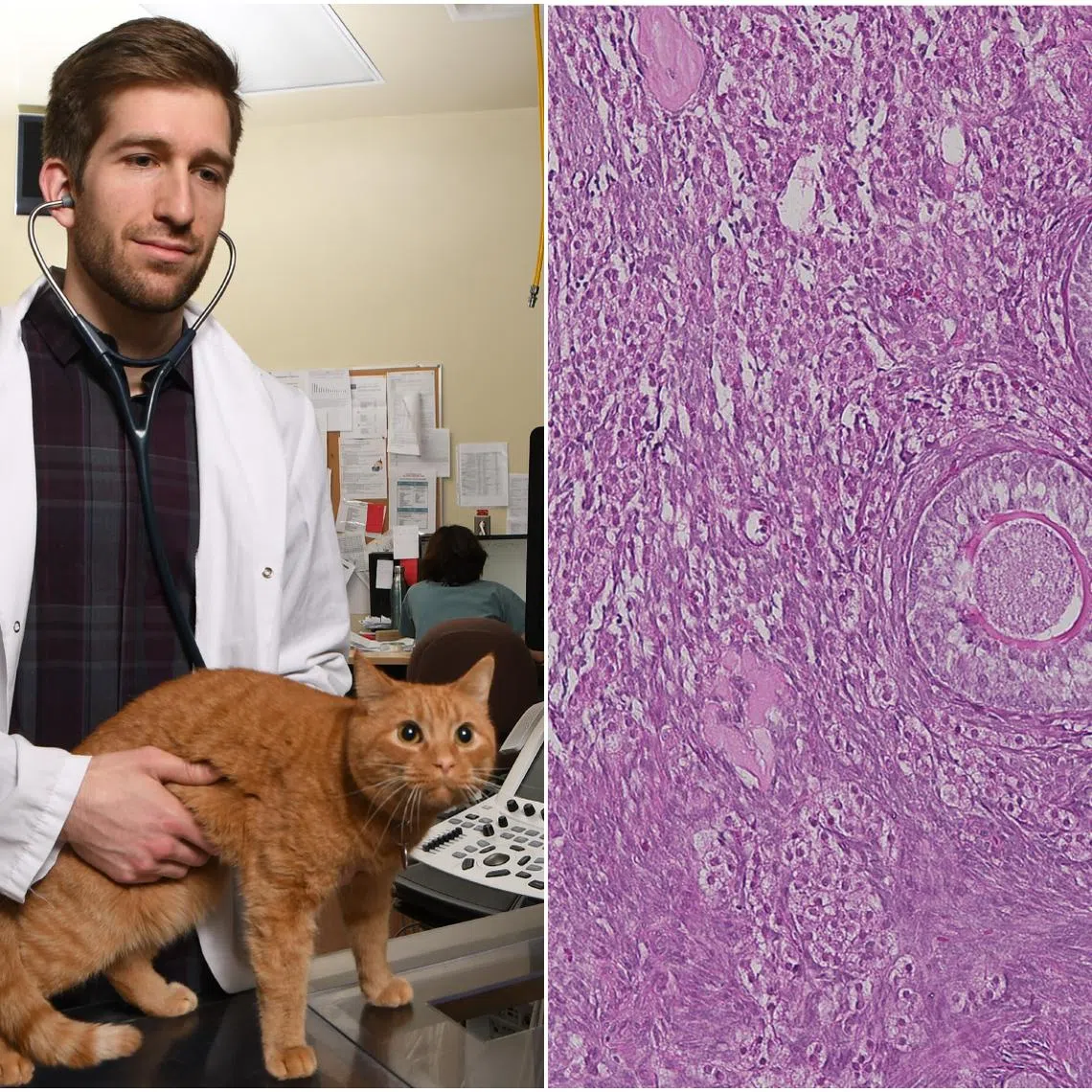 Mr Philippe Godin (left), co-author and veterinarian in the research team. On the right are microscopy images of cat ovarian follicles.