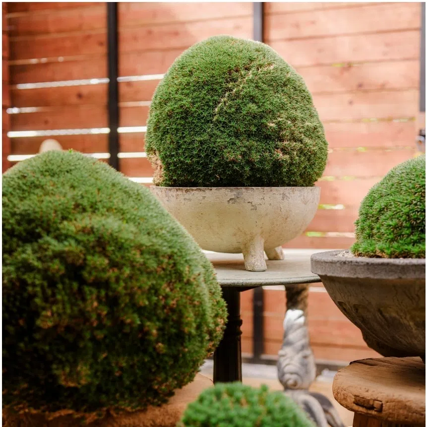 Confined to a pot, with some top growth and maybe their roots pruned, even ones that would become small trees in the wild are essentially transformed into bonsai.