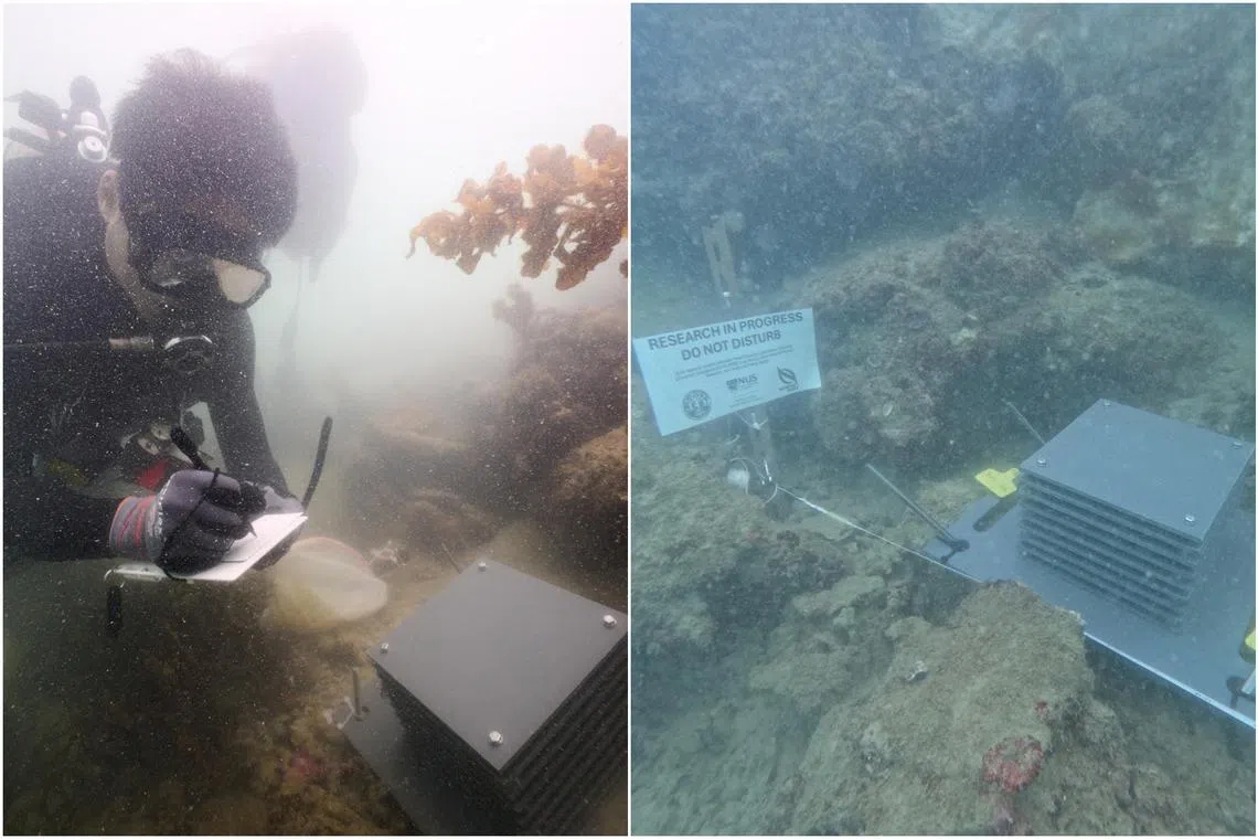 NUS marine biologist Huang Danwei noting down his observations after an Autonomous Reef Monitoring Structure unit was installed in Singapore's southern waters.