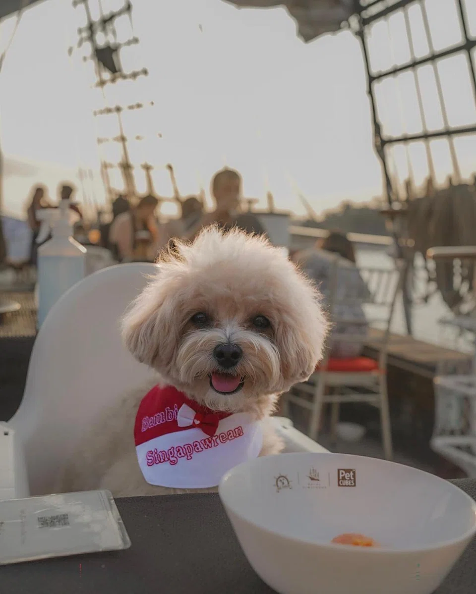 Royal Albatross is having a SG60 promotion where dogs cruise for free.