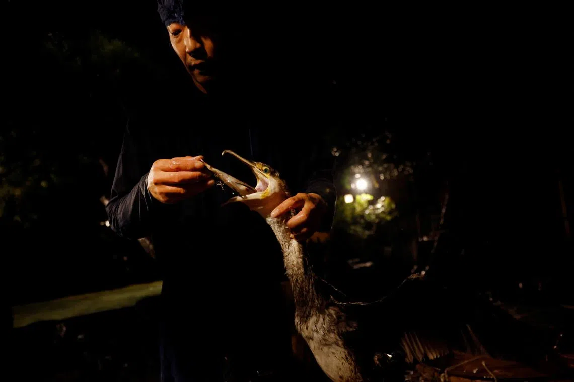 Cormorant fishing master, known as usho, Youichiro Adachi, 48, feeding a cormorant with a fish after cormorant fishing, known as ukai, at home in Oze, Seki, Japan, Sept 8, 2023. 