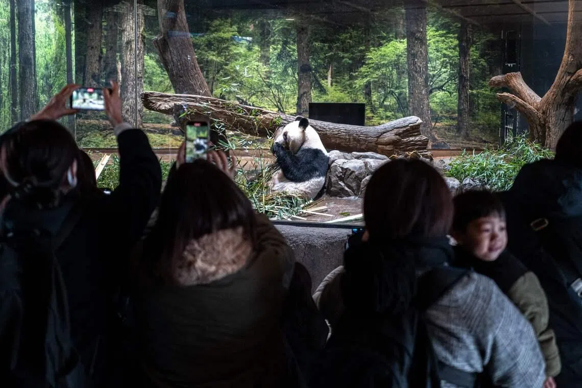 People watching the giant panda Lei Lei eating during the final day for public viewing before its departure for China, at Ueno Zoo in Tokyo, on Jan 25, 2026. 