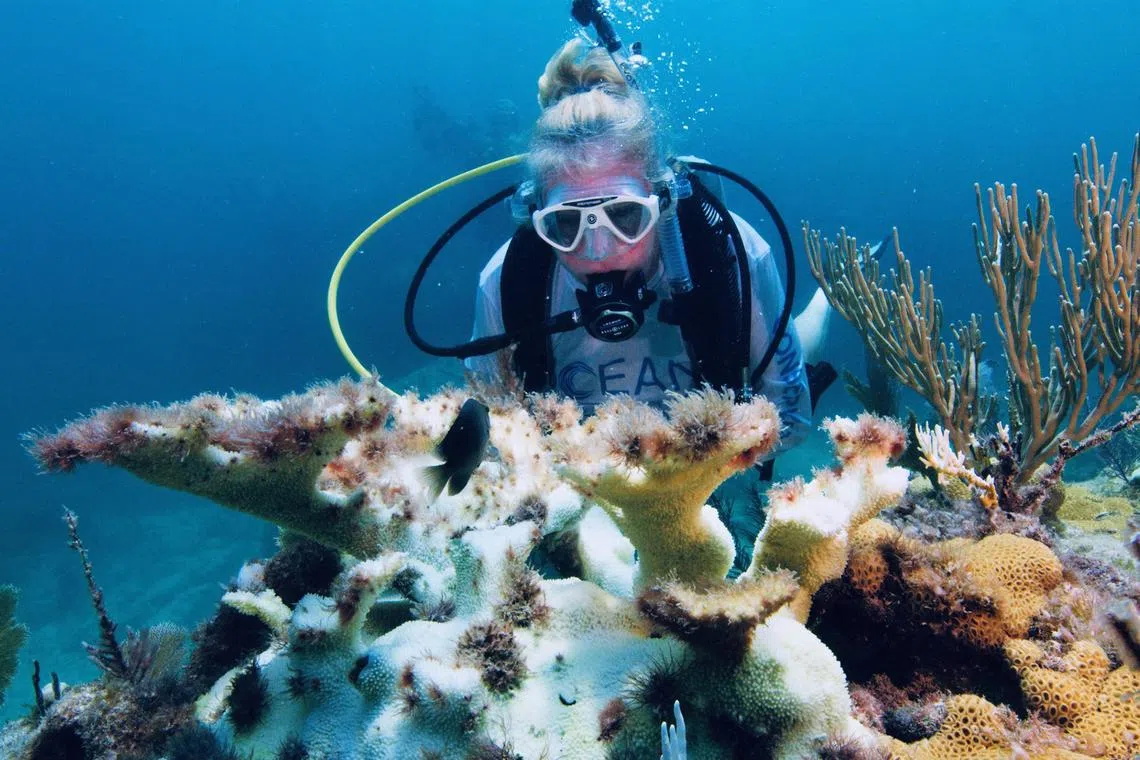 Jennifer Pollom of Ocean Conservation Foundation and Rainbow Reef Dive Center examines bleached coral covered with algae, off Key Largo, Florida on Sept 7.