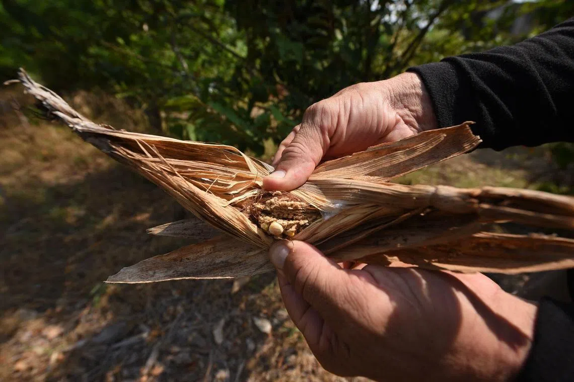 A farmer holds a stunted ear of corn during a June heatwave in Mexico.