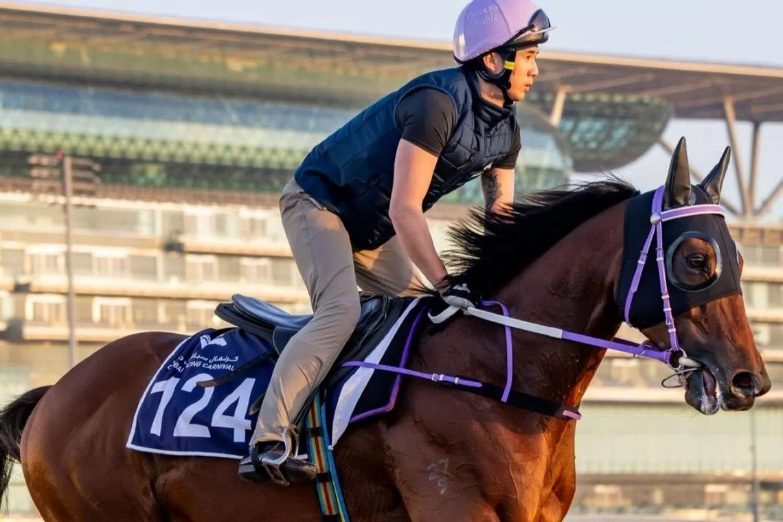 A track rider taking the Chris So-trained Sing Dragon through his paces in the left-handed way of going at Meydan ahead of his assignment in the Group 3 Mahab Al Shimaal (1,200m) on Feb 28. The Written Tycoon six-year-old is also entered in the Group 1 Dubai Golden Shaheen (1,200m) on March 28.