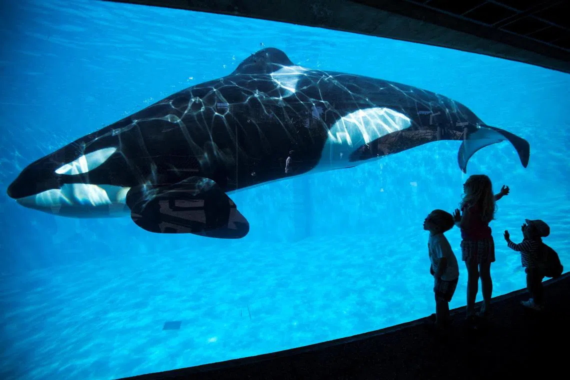 The plan to return 57-year-old Lolita to her natural habitat requires federal approval, according to the Miami Herald. 