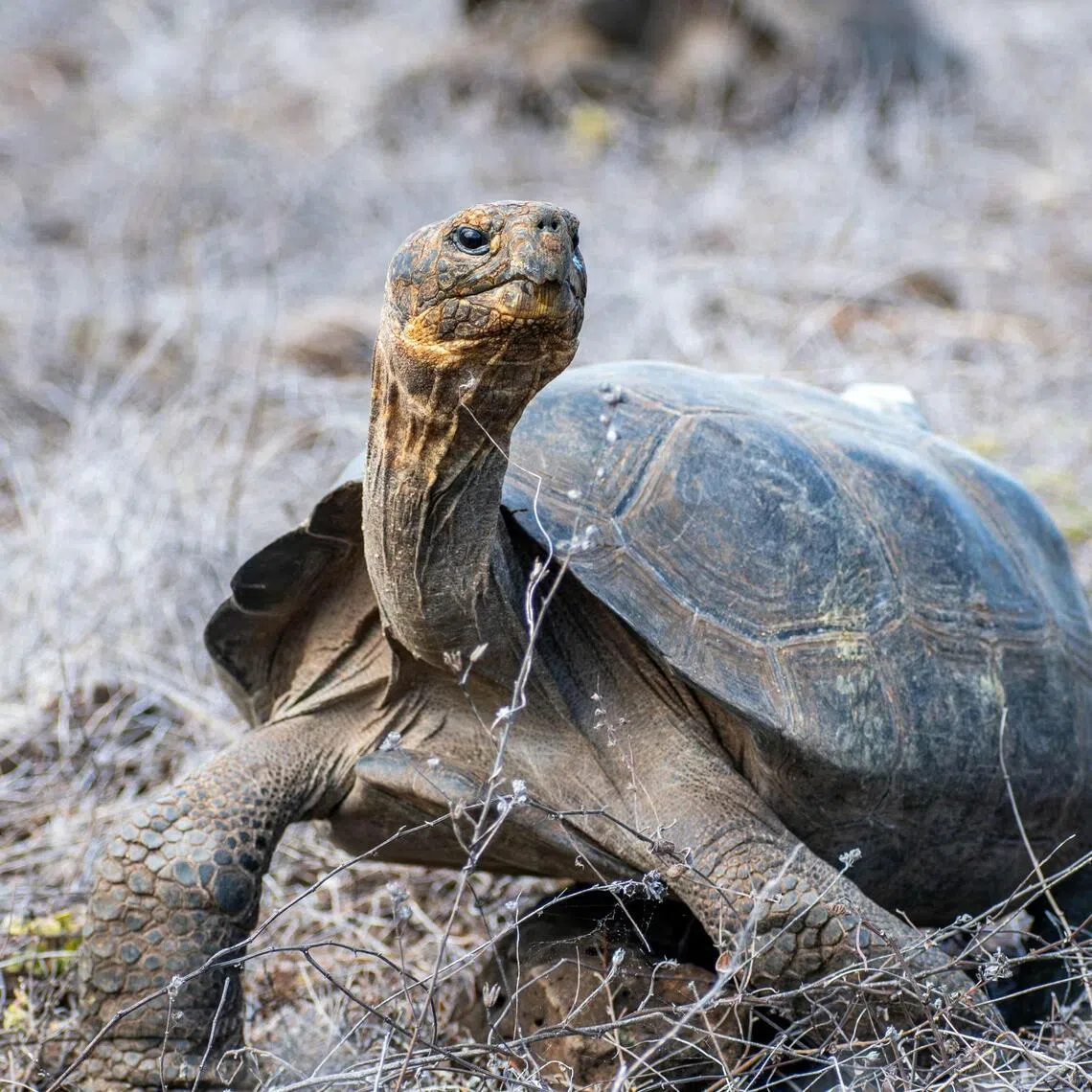 The 158 released tortoises come from the Fausto Llerena Breeding and Rearing Center on Santa Cruz Island.