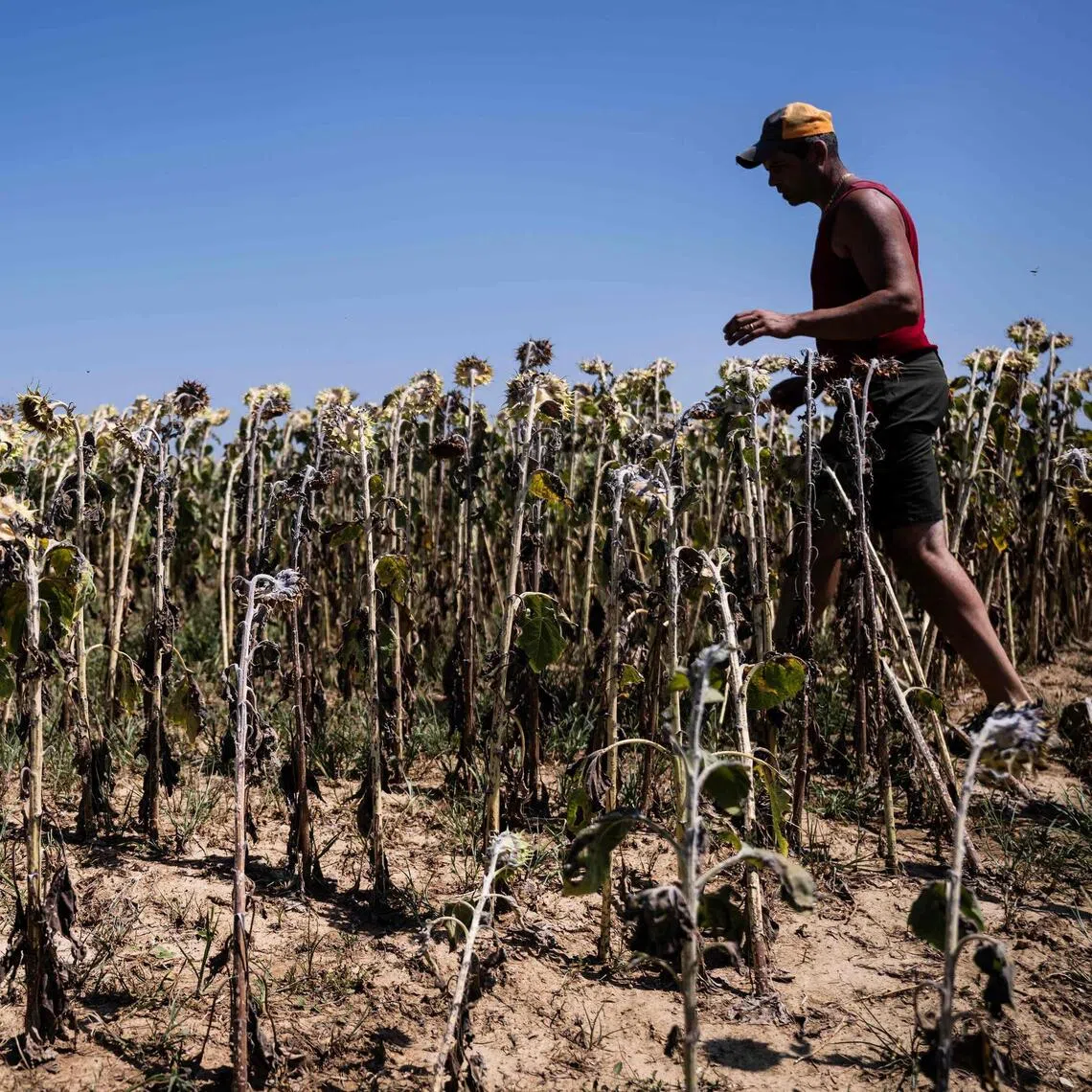 The world is on course to exceed a 1.5 deg C rise in average surface temperature, stoking extreme weather events.