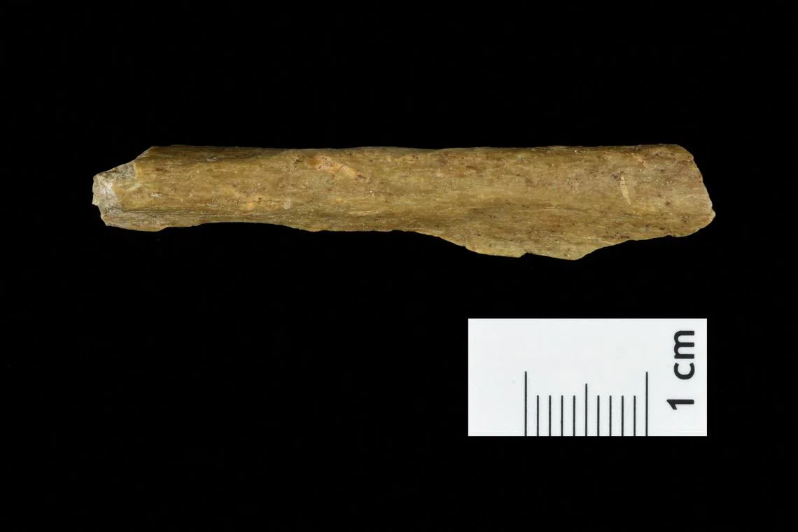 A Homo sapiens bone fragment from excavations at a cave site in the German town of Ranis.