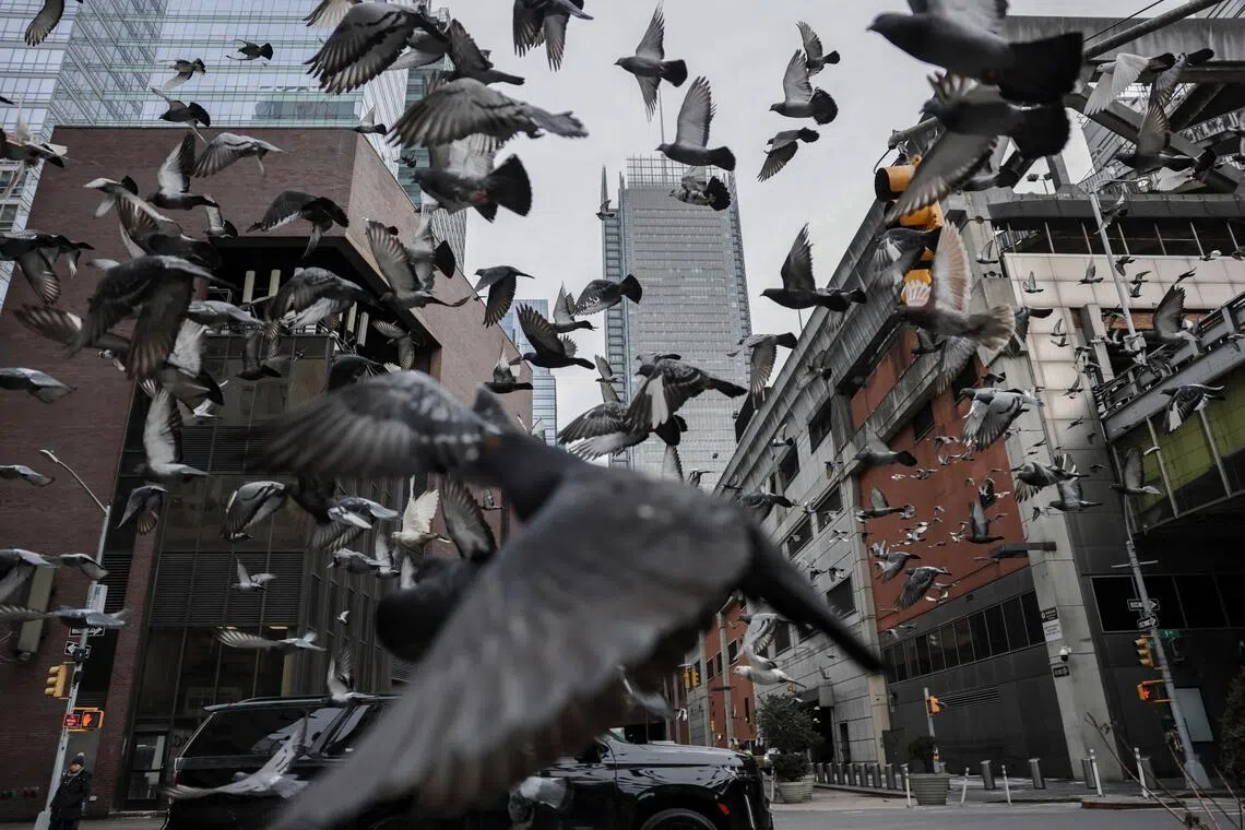 The research found that birds living in urban areas tended to have higher levels of stress hormones than those outside of cities.