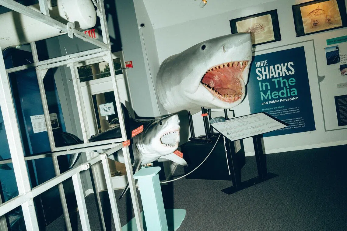 The Atlantic White Shark Conservancy Shark Centre in Chatham features interactive displays and exhibits.