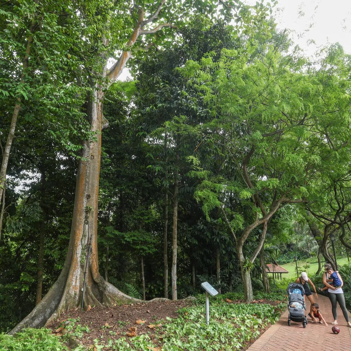*EMBARGOED UNTIL 5:00PM ON JUNE 3*

ST20260603_202650800482/Jasel Poh/aqfob03

Parkgoers walking past the Terap Nasi Heritage tree (left), which is dedicated to Delta Electronics, on June 3, 2026. 
