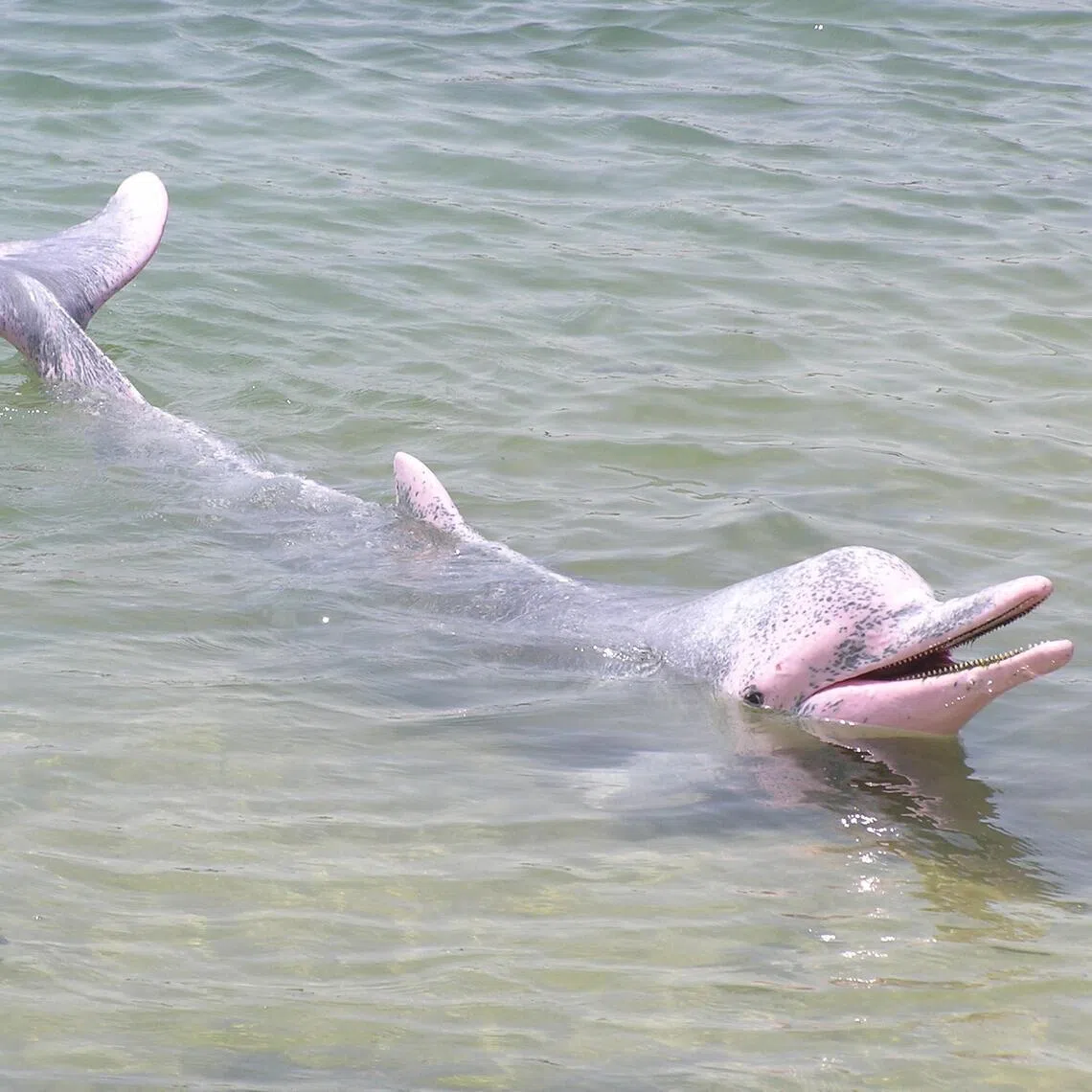 Gentle giants like the Indo-Pacific humpback dolphin have endured in Singapore’s territorial waters.