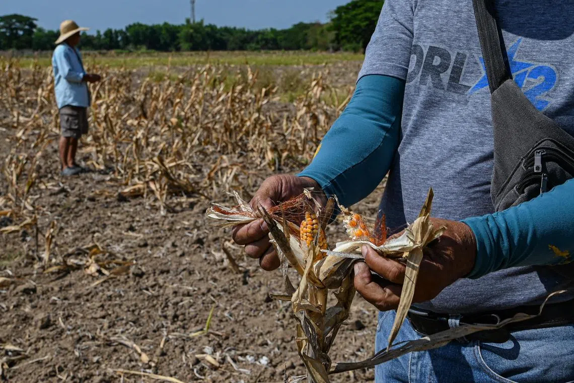 A farmer holds dried-up corn at a drought-stricken farm in San Antonio town, north of the Philippine capital Manila.