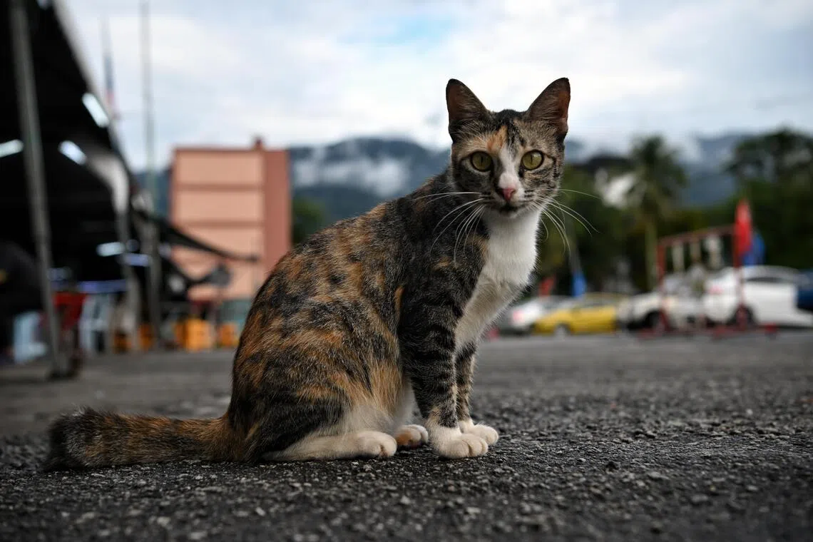 SPCA Selangor also highlighted the risks facing community animals, which may not have indoor options amid the haze.
