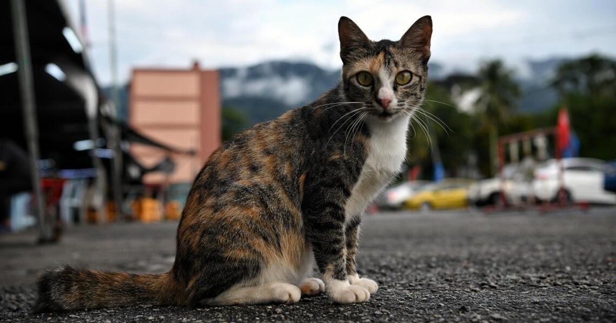 Haze in Malaysia: Vets seeing uptick in pets with respiratory problems