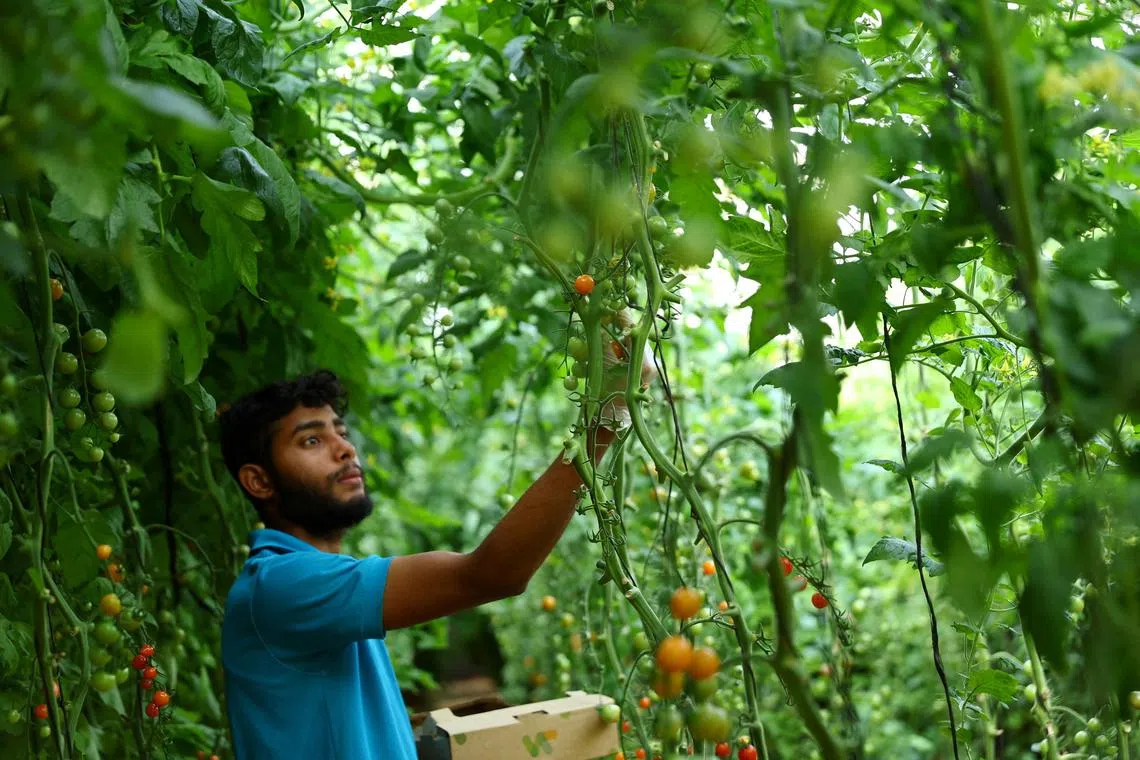 A worker harvests cherry tomato at a sustainable farm in Sharjah, UAE, on Feb 1.