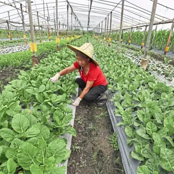 The farmers have little choice but to water their fields more frequently and put up nets to shield their crops, further increasing their expenses.