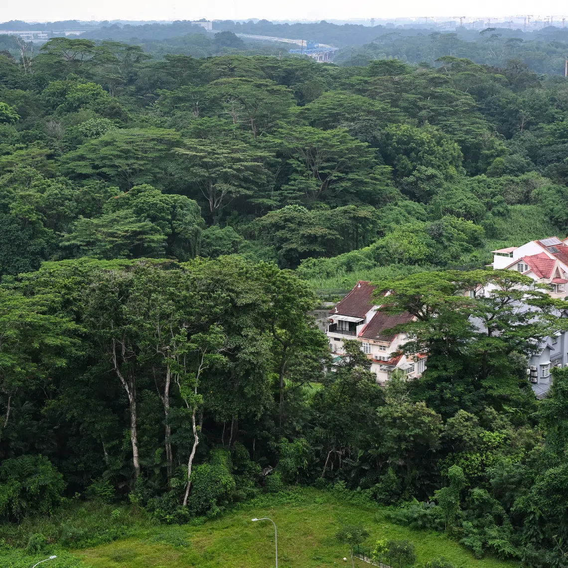 The forested site in the Lentor area is currently zoned for residential development.