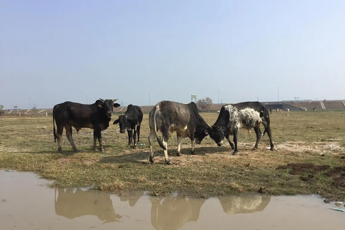Why are Muslims pushing to make the cow India’s national animal?