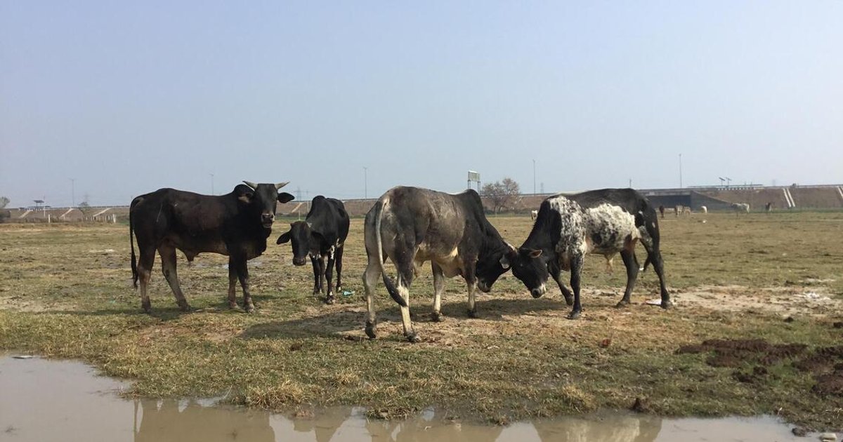 Why are Muslims pushing to make the cow India’s national animal?