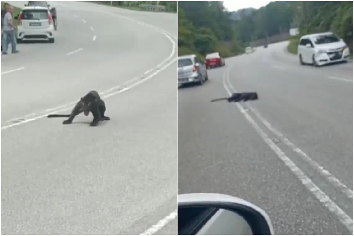 A black panther caught in traffic was killed after it got hit by a car in Simpang Pertang, a town in Malaysia, on Saturday afternoon.