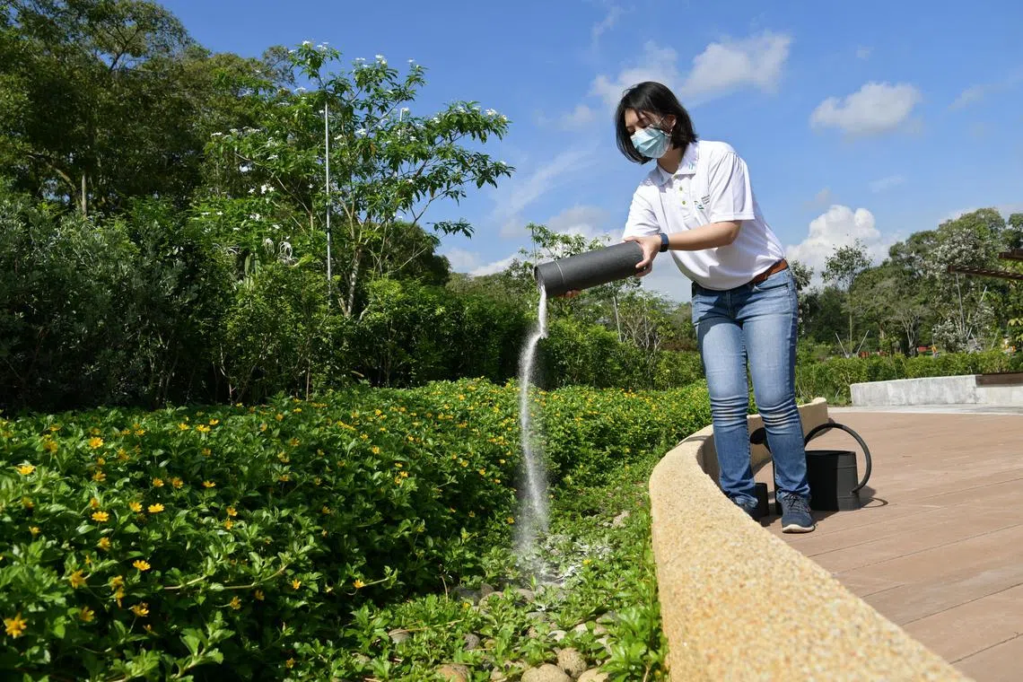 An NEA officer demonstrating the scattering of ashes – sand was used in this demonstration – at the Garden of Peace. The facility was developed in response to interest expressed by the public for such practices to be made available in Singapore.