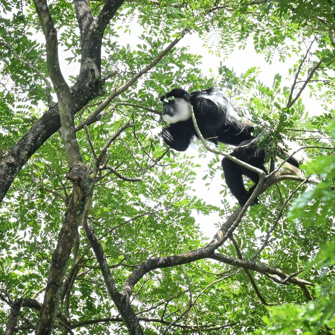 The black-and-white colobus was seen in the trees near a playground in Yew Tee.
