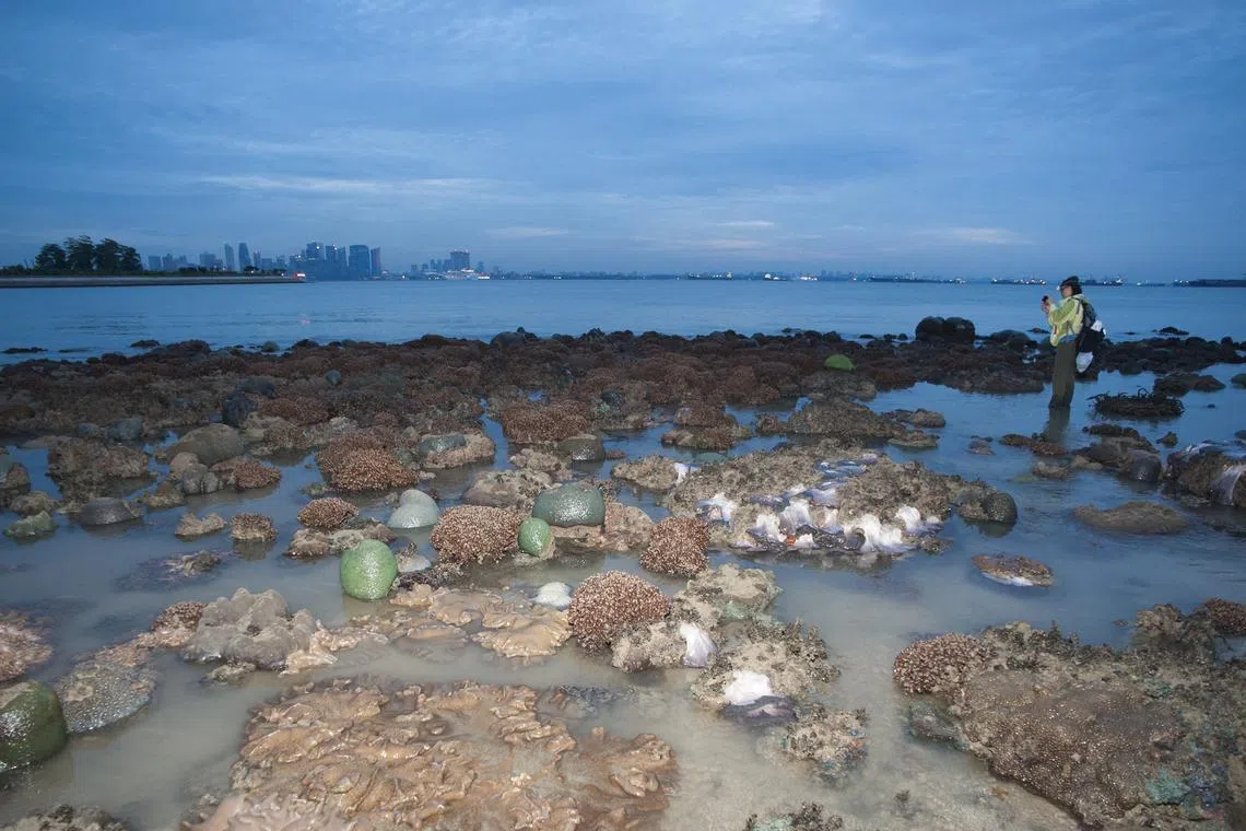 Singapore’s coral reefs had a narrow escape from bleaching this year.