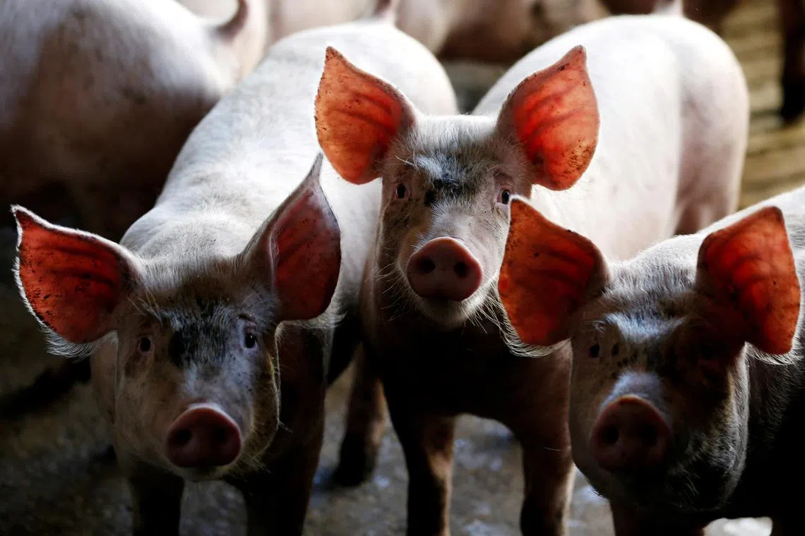 FILE PHOTO: Pigs are seen standing in a pen at a farm in Carambei, Brazil September 6, 2018. Picture taken September 6, 2018. To match Insight USA-TRADE/CHINA-HOGS. REUTERS/Rodolfo Buhrer/File Photo