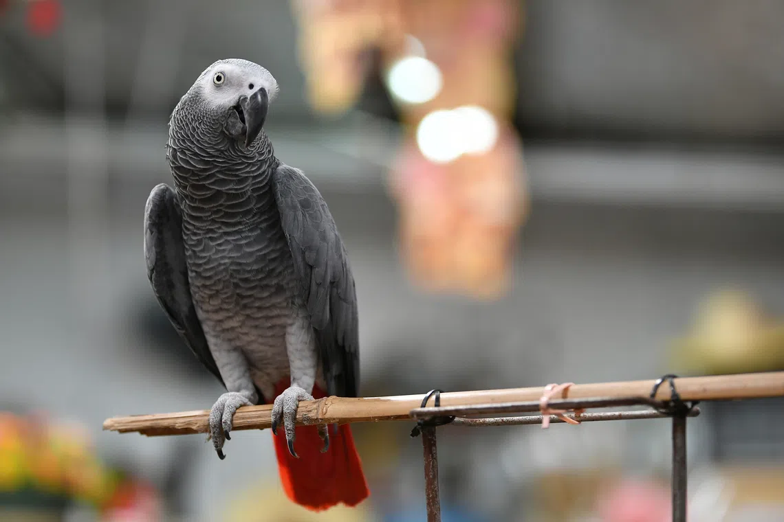 Hong Kong exotic pet expo host charged with illegal possession of endangered species