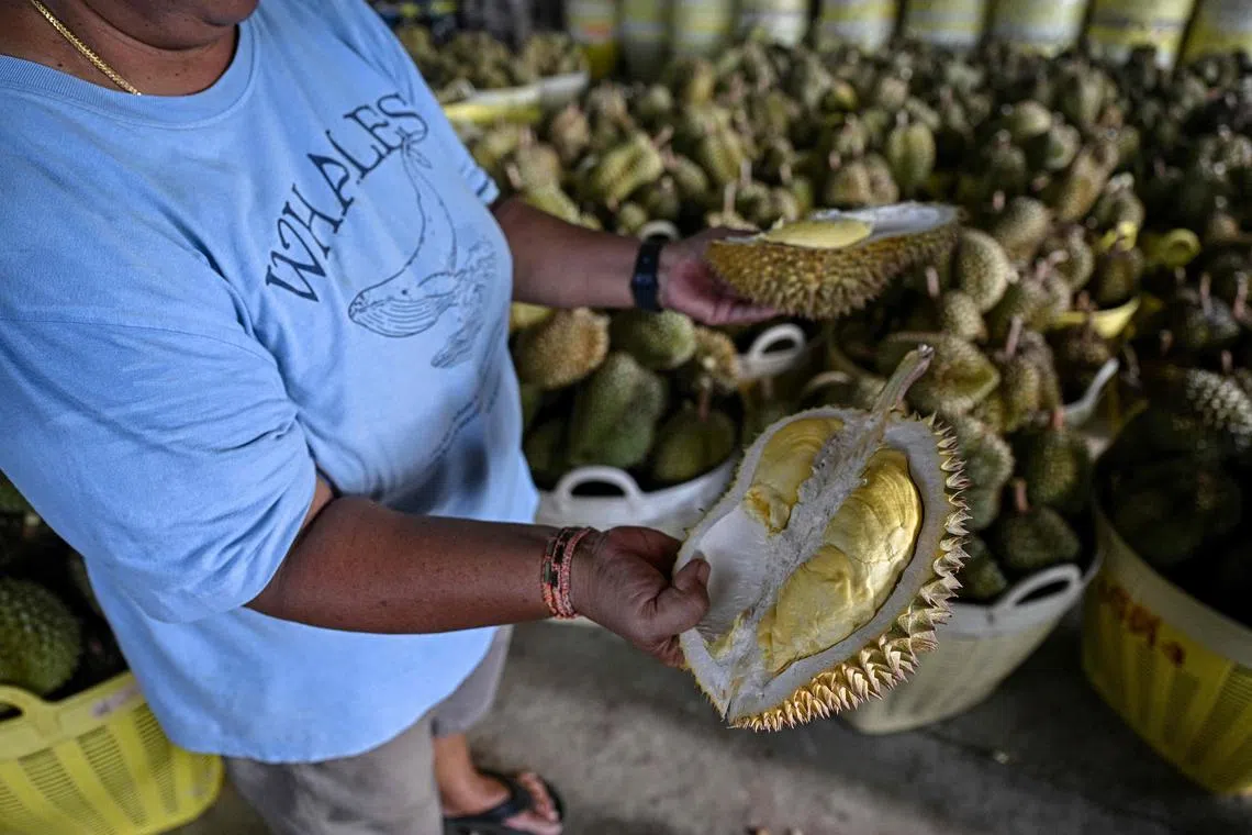  Chinese foodies gobbled up US$6.7 billion (S$9.1 billion)-worth of imported fresh durians last year.