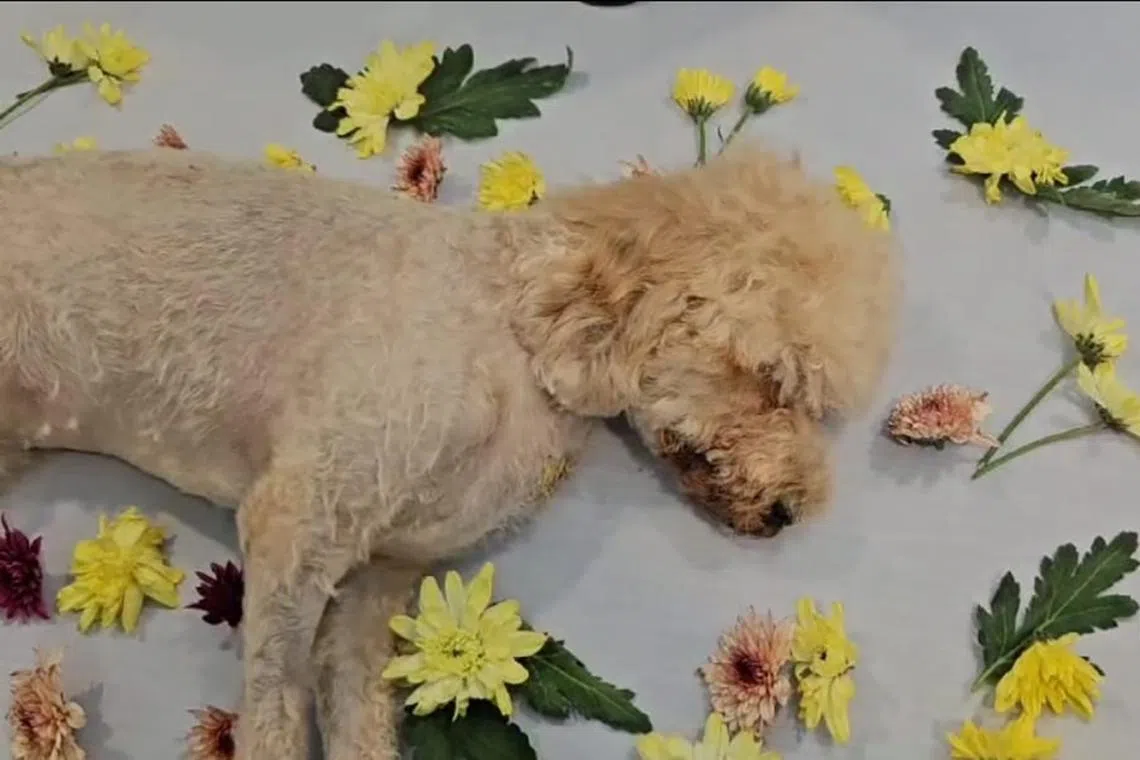 The three-year-old cavalier poodle dashed onto the road and was hit by a car.