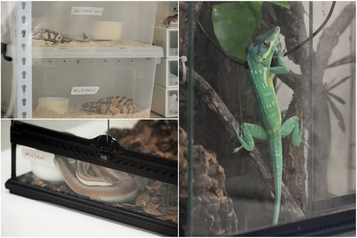 Singapore NParks Seizes 101 Illegally Kept Wild Animals in Largest Raid Since 2021